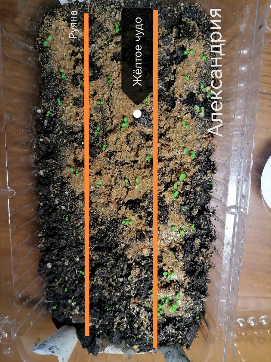 Семена земляники