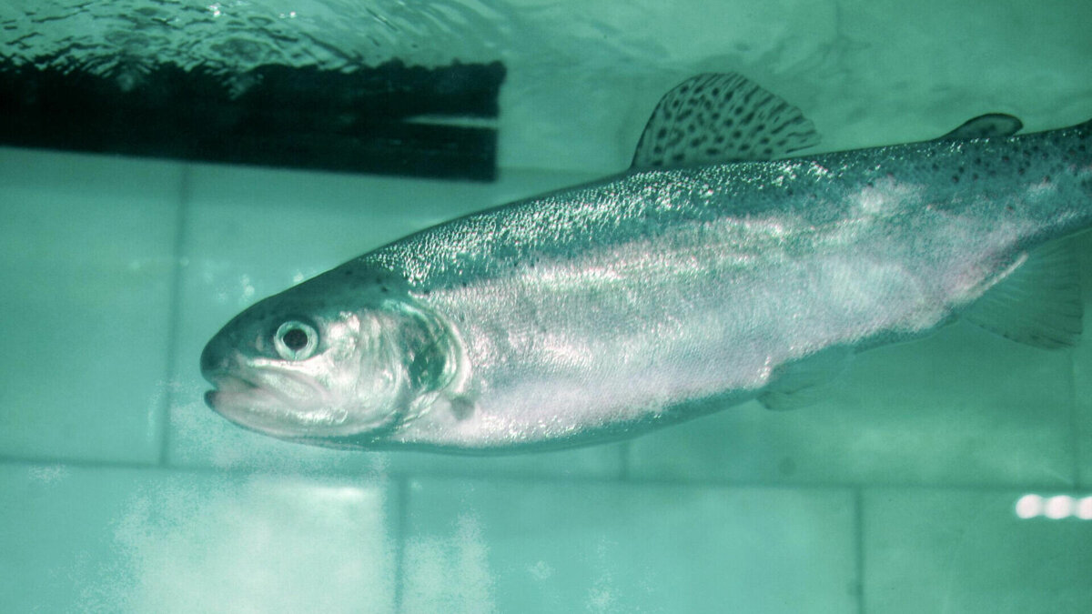     Заседание профильной комиссии назначено на конец марта: экозащитники в соцсетях уже выступили против.