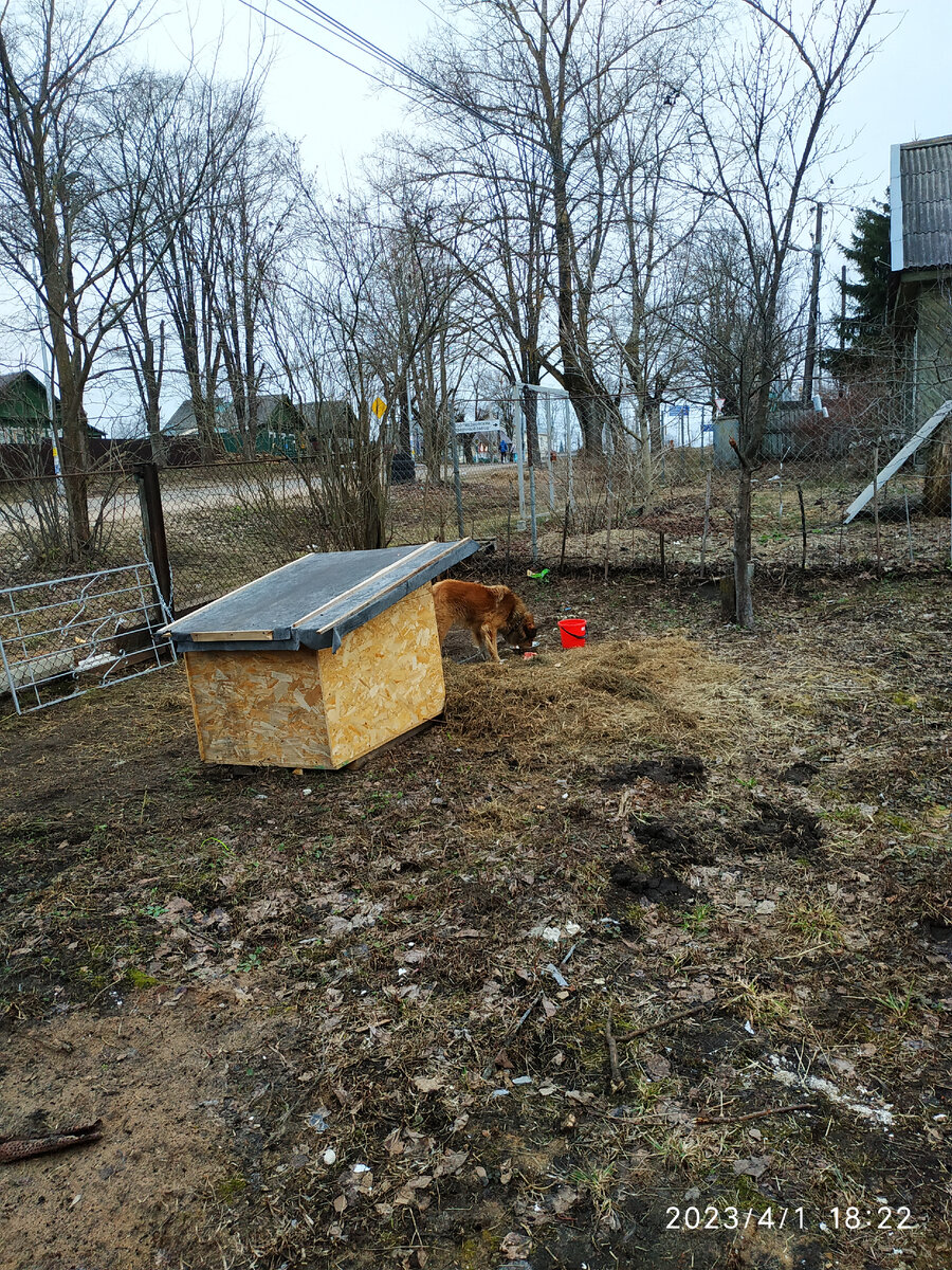 Рыжик ужинает