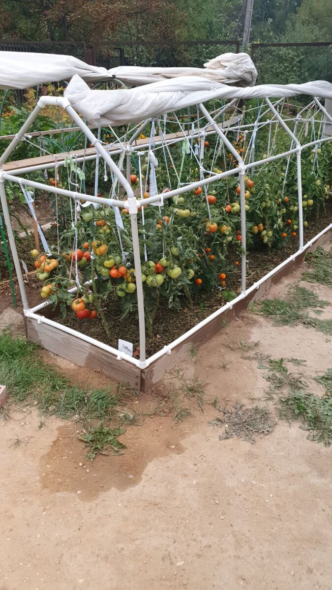 Вот такая конструкция от ветра и града подписчицы Дачного агронома 