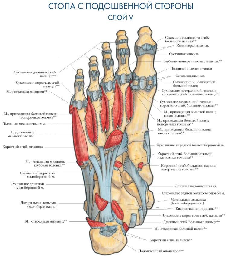 Анатомическое строение стопы человека фото с описанием Как здоровые стопы помогают жить без заботы. Подборка простых техник для отменно