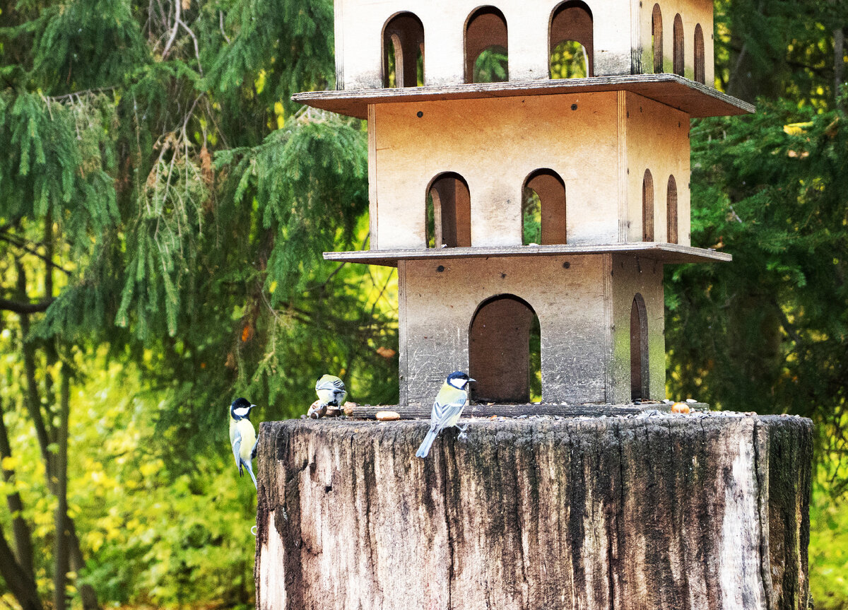 Фото из личного архива: птицы в ЦПКиО в Санкт-Петербурге. 
