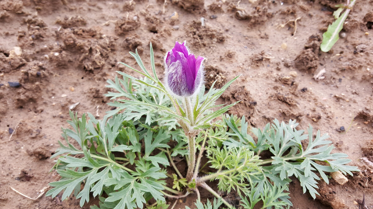 Самый первый цветок прострела в моем саду, октябрь 2022 года