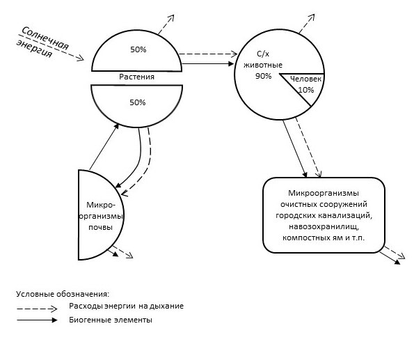 Рис. 2. Модель разомкнутого биологического круговорота в анроценозе с этапом минерализации отходов вне почвы и без обеспечения человеком бездифицитного баланса биофильных элементов