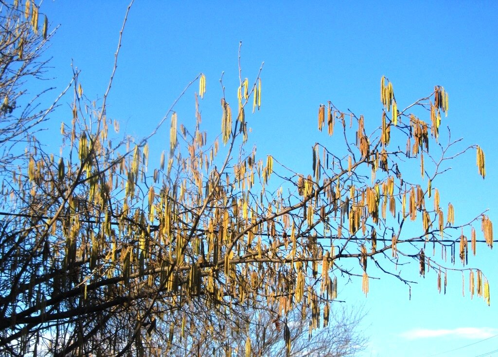 Цветет фундук.