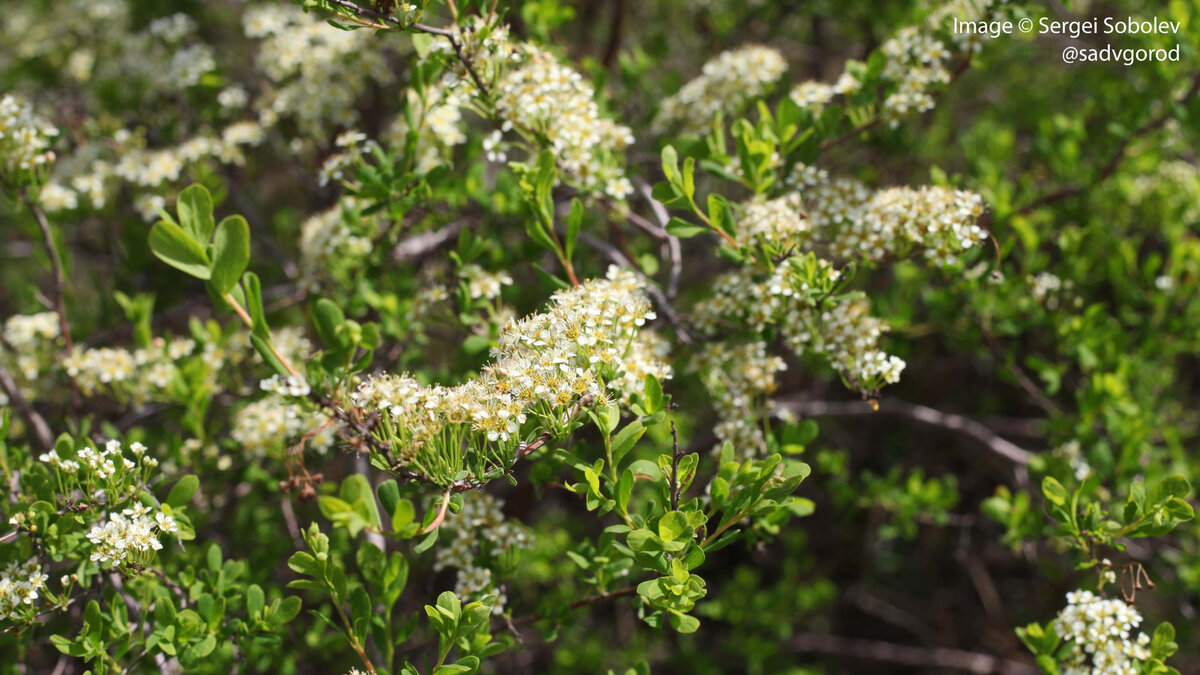 Вокруг цветов вьётся большое количество опылителей. Но...