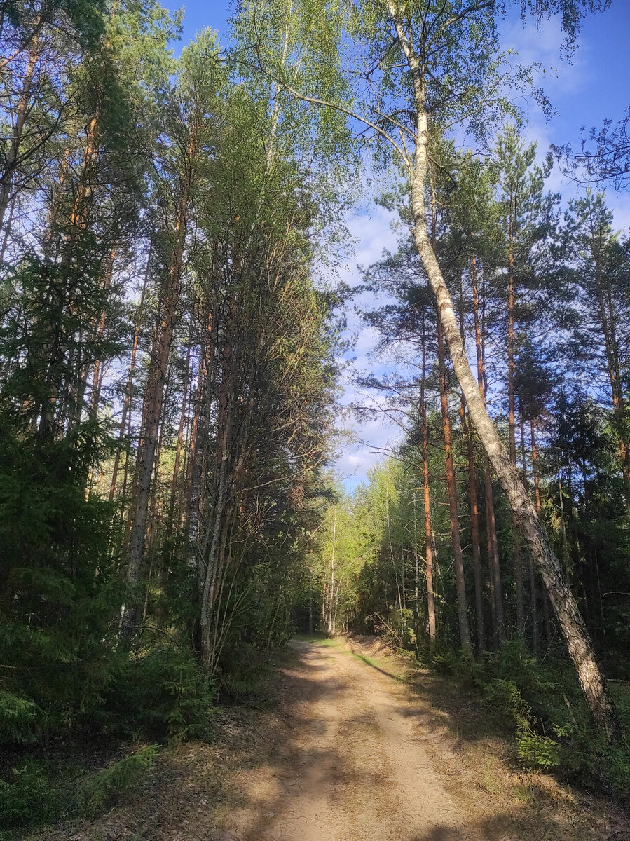 Примерно такая дорога была на протяжении всего маршрута. 
