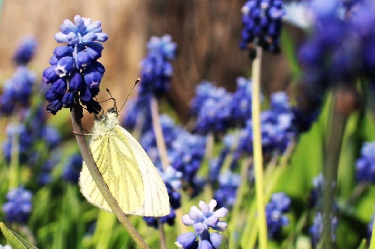    На следующей неделе в Тверской области потеплеет до +26 градусов
