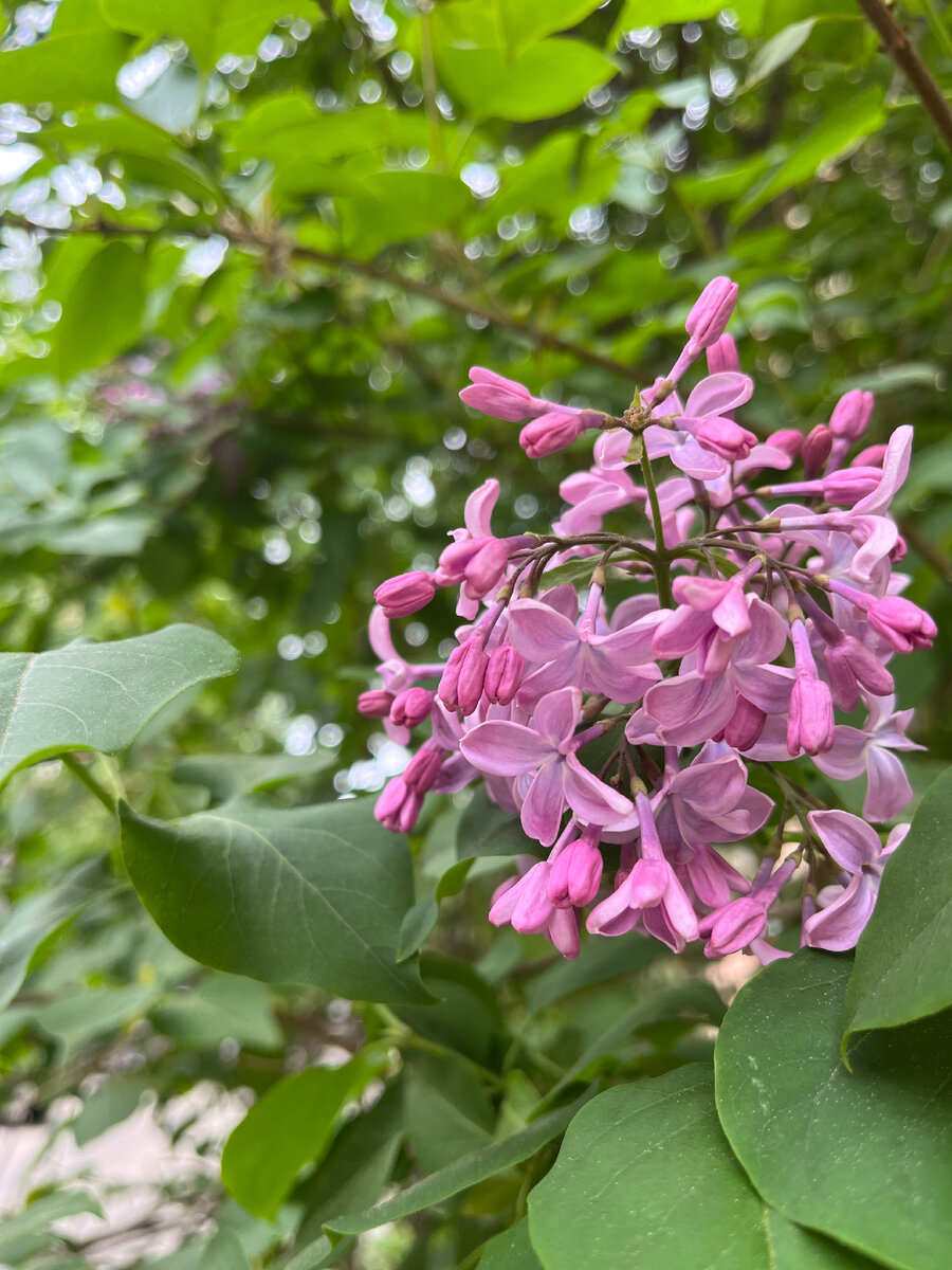 Наслаждайтесь весной 