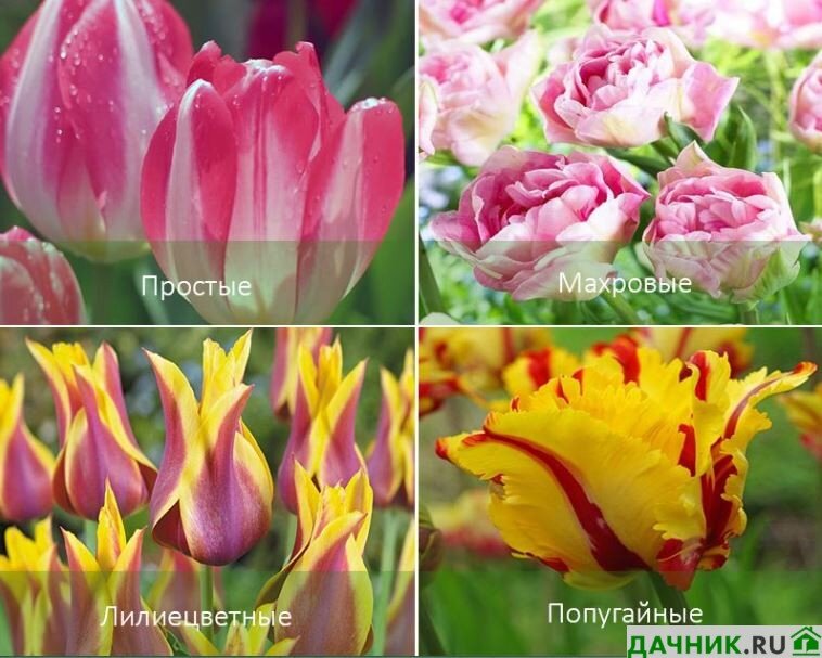Сорта двухцветных тюльпанов: подборки с фотографиями и отзывами - красота на вашем садовом участке