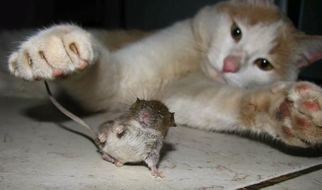 Что делать, если не работает мышка - Лайфхакер