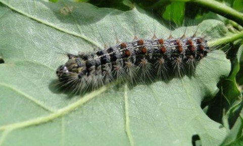    Непарный шелкопряд Фото: Центр защиты леса РБ