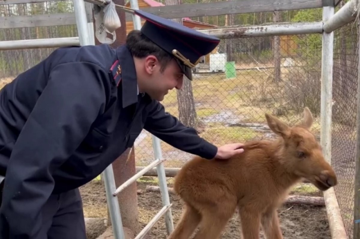    Полицейский в Якутии спас осиротевшего маленького лосенка