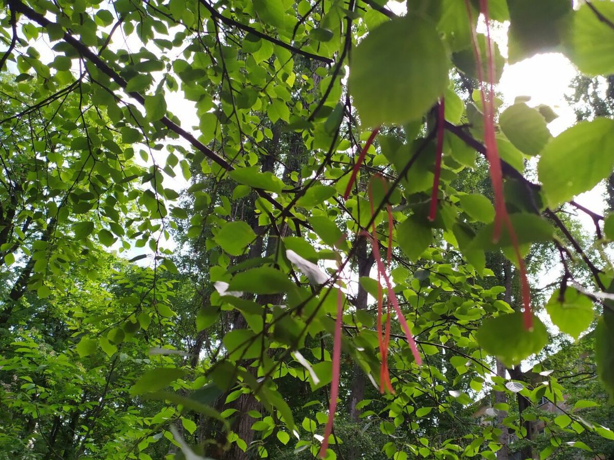 До крещения Руси это был день чествования Купала