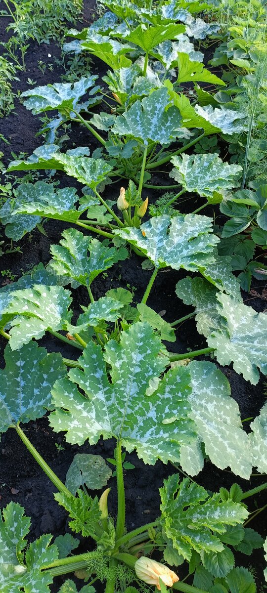 Кабачки Искандер. Фото автора 2023 г