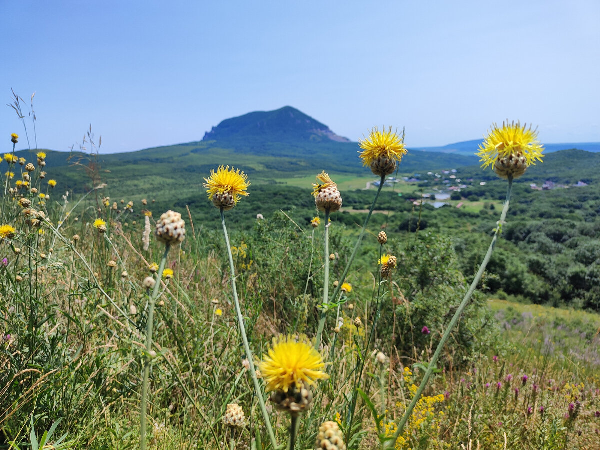 "Василëк крупноголовчатый (солнечный). "Божий Дар" возле горы Развалка. 28.06.2023г.