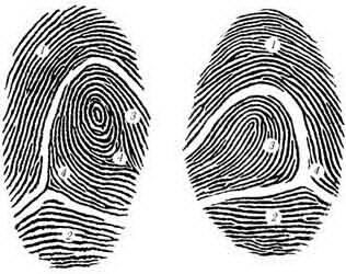    Над природой возникновения папиллярных линий своих на ладонях, сложностью рисунка, задумывались мыслители всех времен и народов:  Гиппократ, Аристотель, Авиценна, Парацельс, Ньютон, все ученые и не ученые, знатные и простые люди, все ищущие и думающие умы.  На эту тему современниками защищено сотни кандидатских и докторских диссертации. Долгими наблюдениями был накоплен большой аналитический материал - но ответа, до сих пор, так и не было сказано.