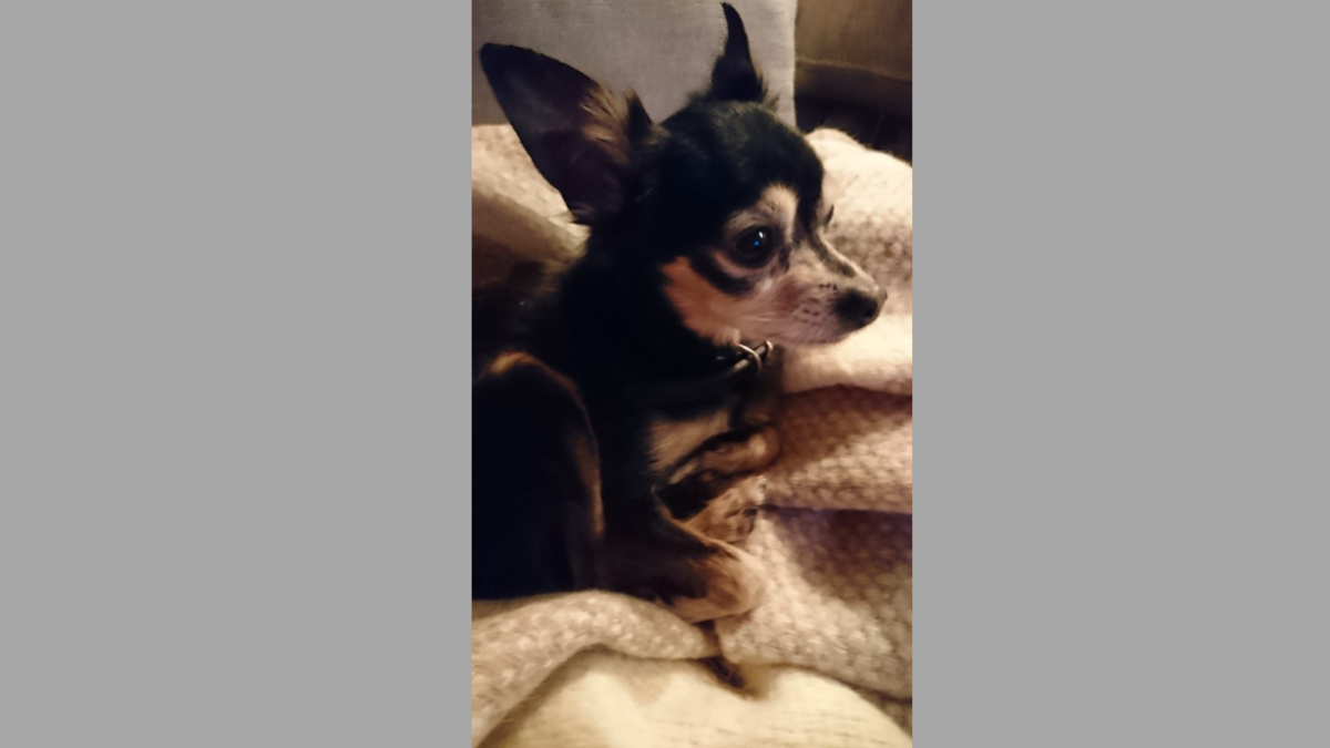 Фото от автора истории