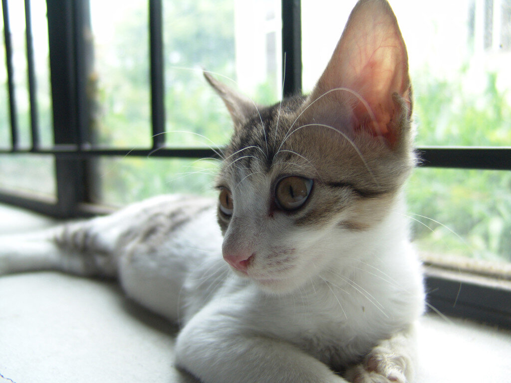 Фото из Интернета. 