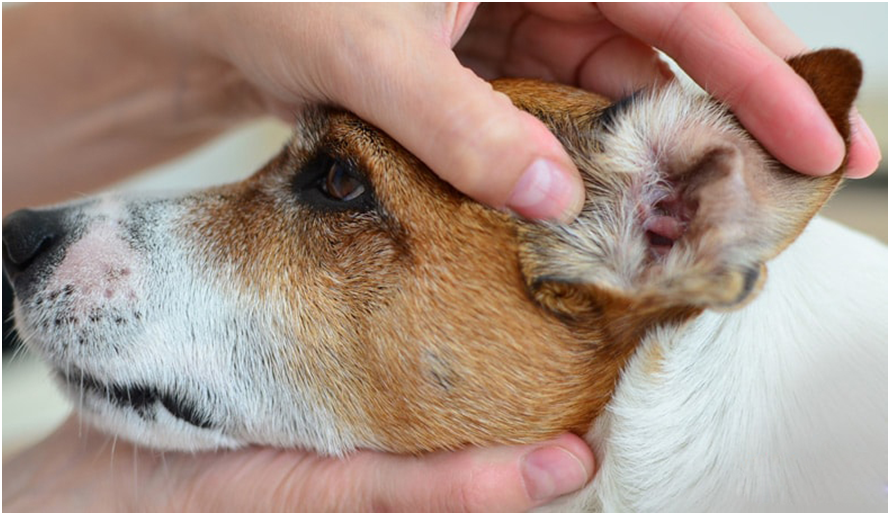 Осмотр ушной раковины - первичная процедура на приеме у ветеринара.