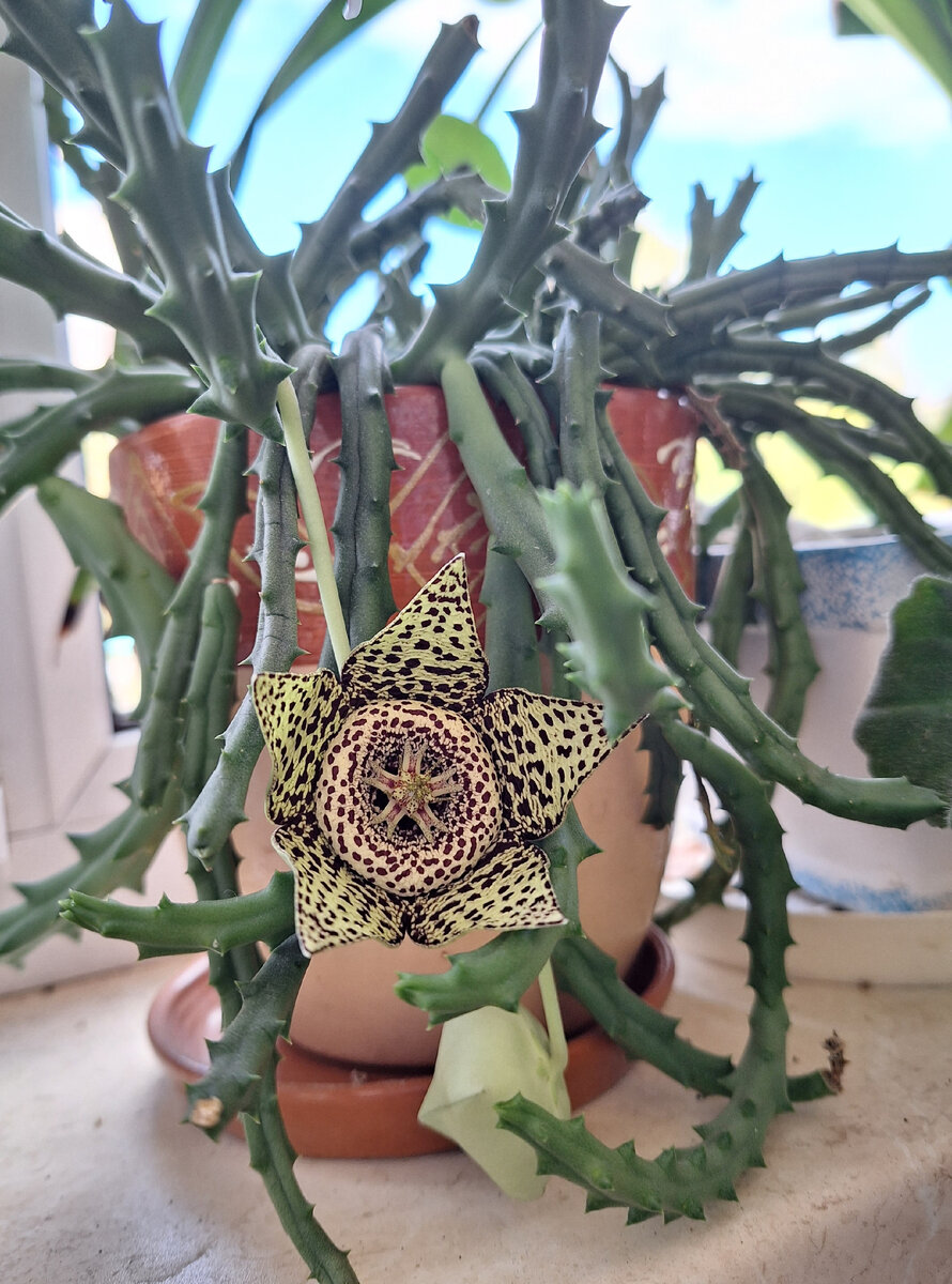 Один расцвел.