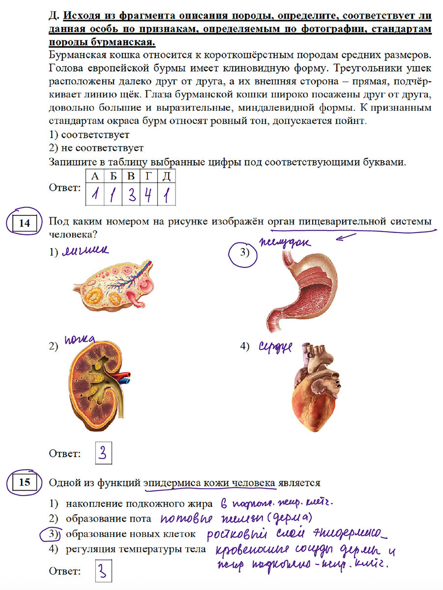 Занятия по биологии огэ