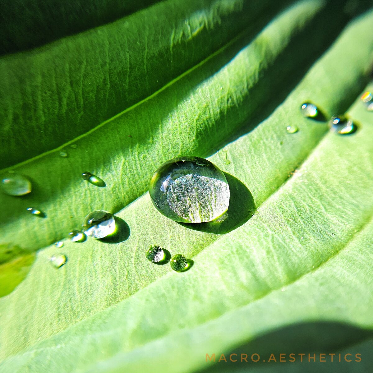 Фото автора. Капли воды в макро