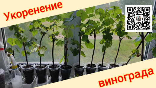 Черенкование винограда 🍇🍇🍇