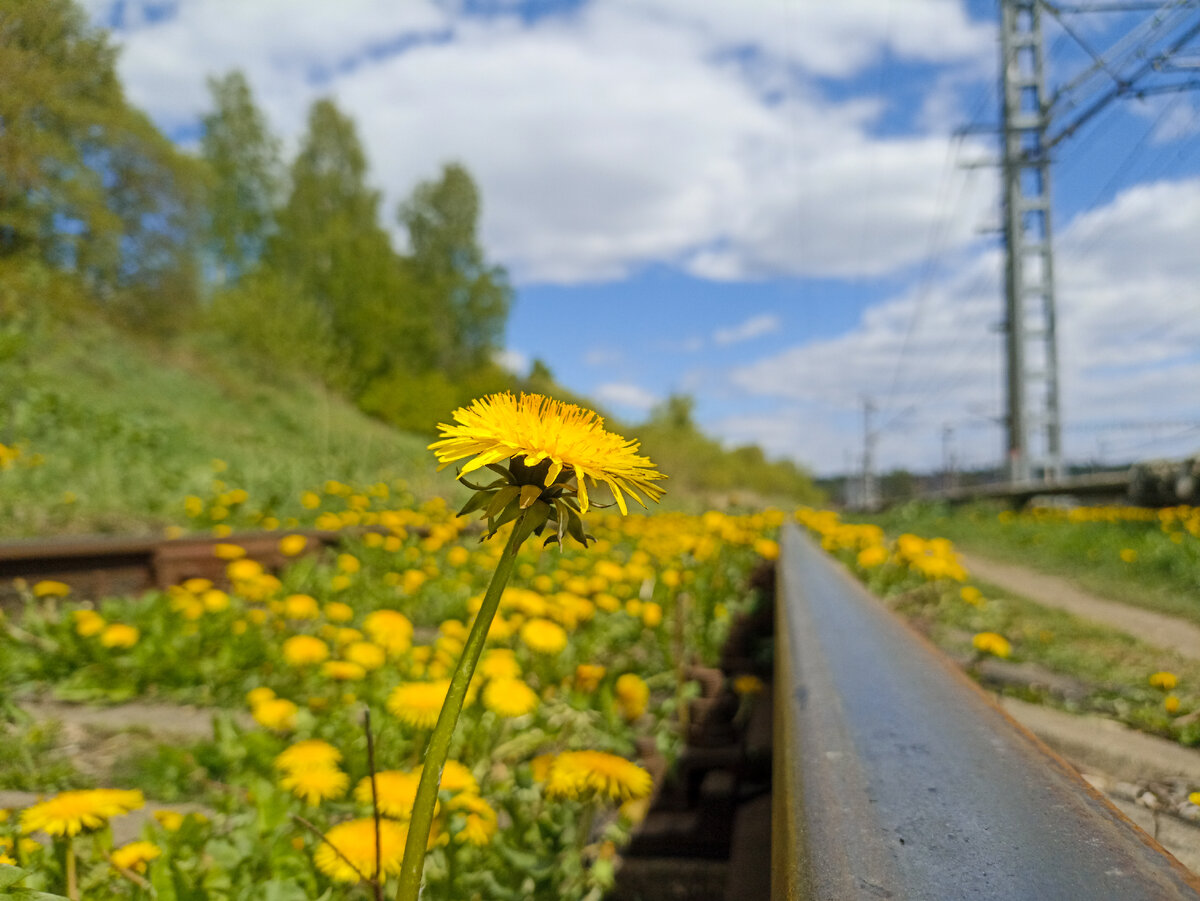 Один из одуванчиков на старой железной дороге.
