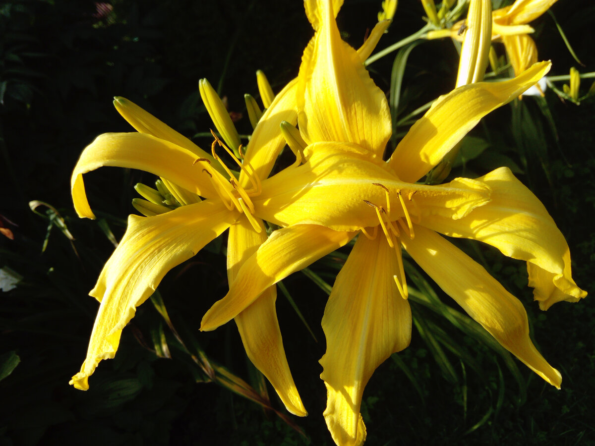Лилейник Спайдер сорта 'Киндли Лайт' (Kindly Light) в нашем саду в 2013 году. Фото автора @Маша Генералова 