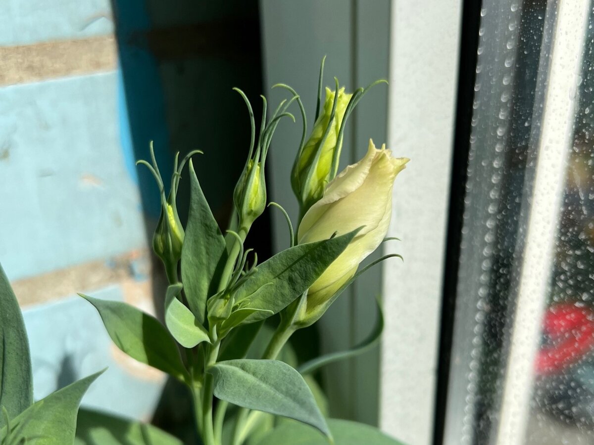 Эустомы горшечные Кармен Лилак