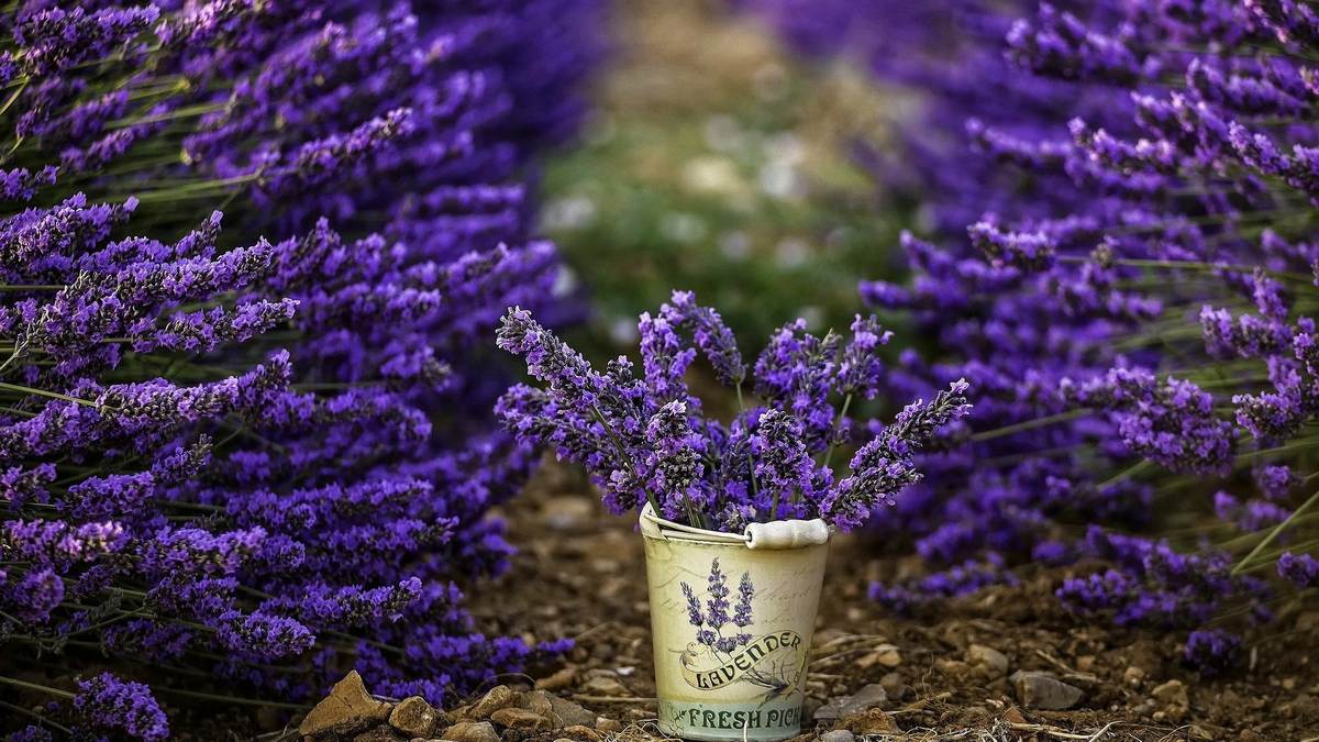 https://mykaleidoscope.ru/x/sad-i-ogorod/1679-lavanda-v-sadu-60-foto.html