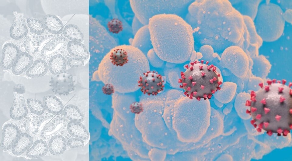   N + 1; NIAID / Flickr / CC BY 2.0; Anatomy of the Human Body / Henry Gray, 1918