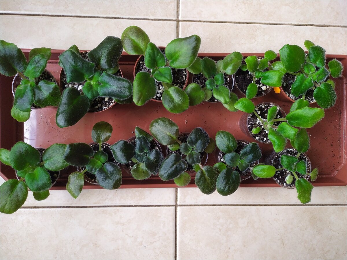 Фото: Суворова Инна, сеянцы сенполии, начало пятого месяца от посева