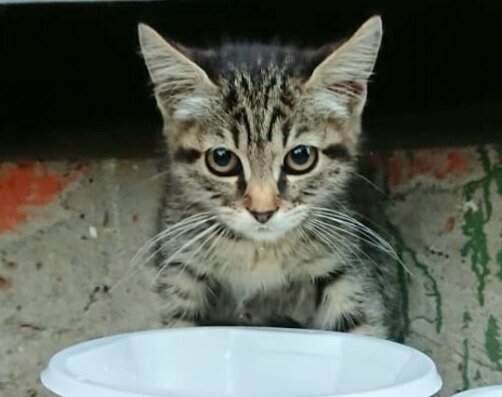 Найдем котенка, миску молока нальем