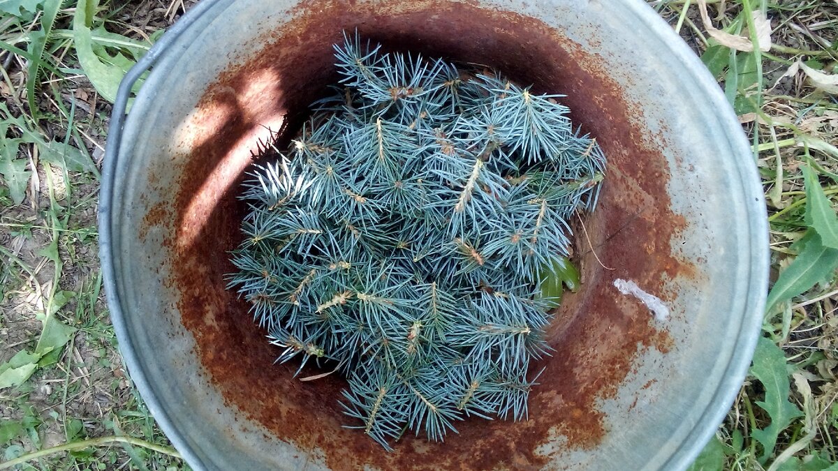 Настригла ель от души. Фото автора.