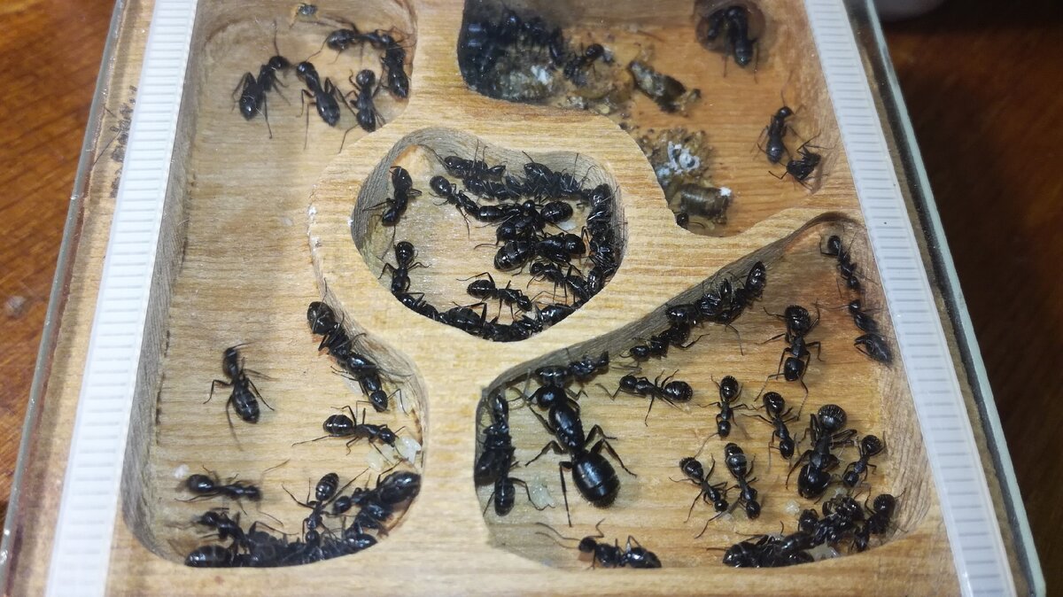 Источник из официальной группы ВКонтакте : https://vk.com/mirmikariy