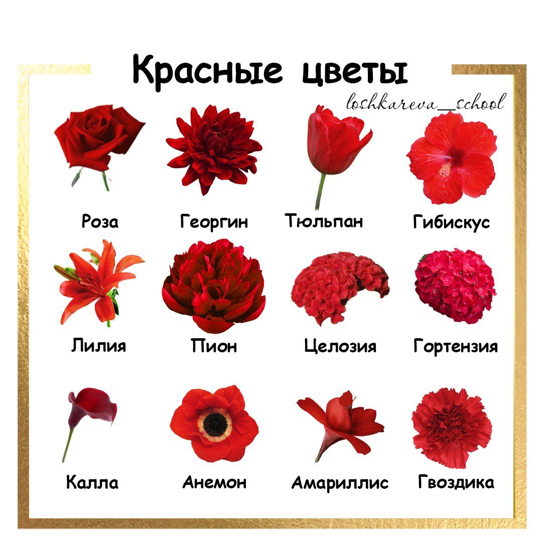 12 Красных цветов