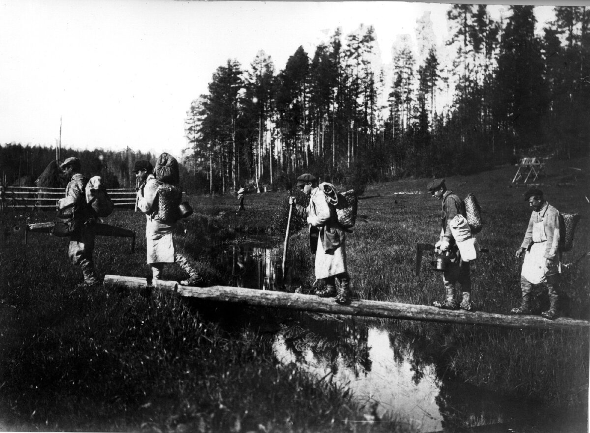 Архангельское лесоустройство: От Петра Великого до нынешних дней |  Рослесинфорг | Дзен