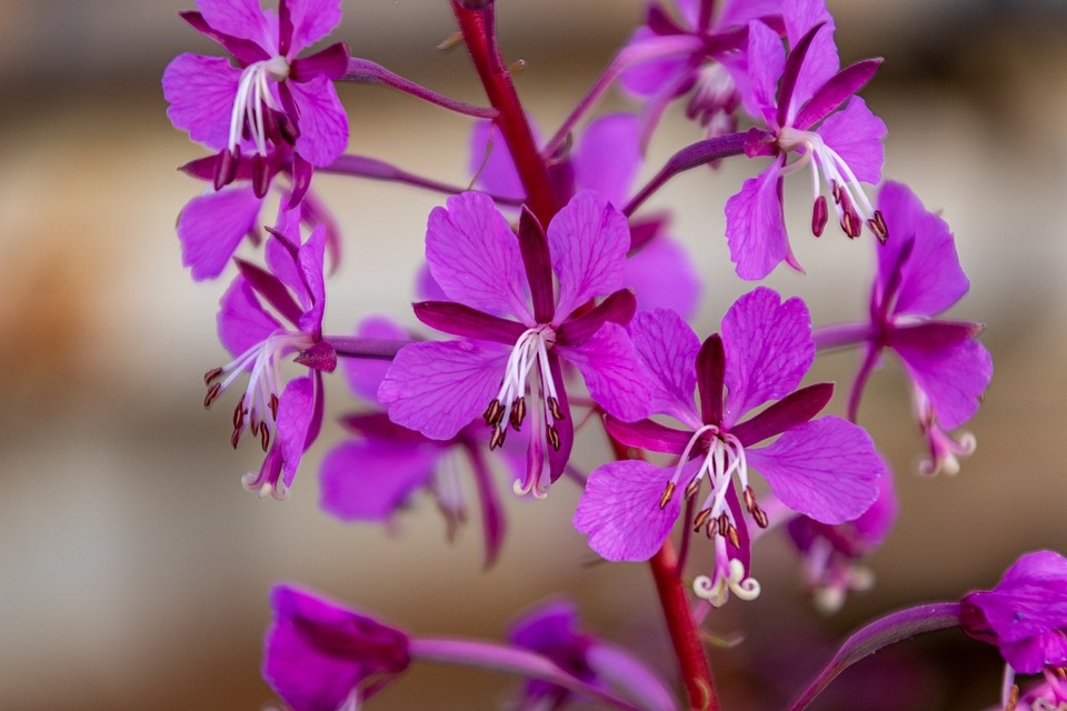 Цветок кипрея