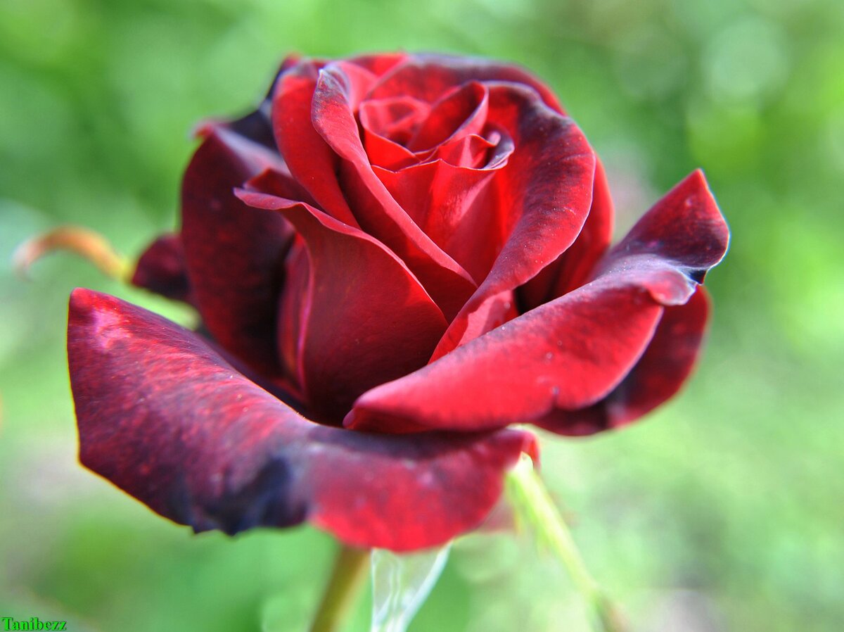 Роза чайно-гибридная «черная магия» («Black Magic»)