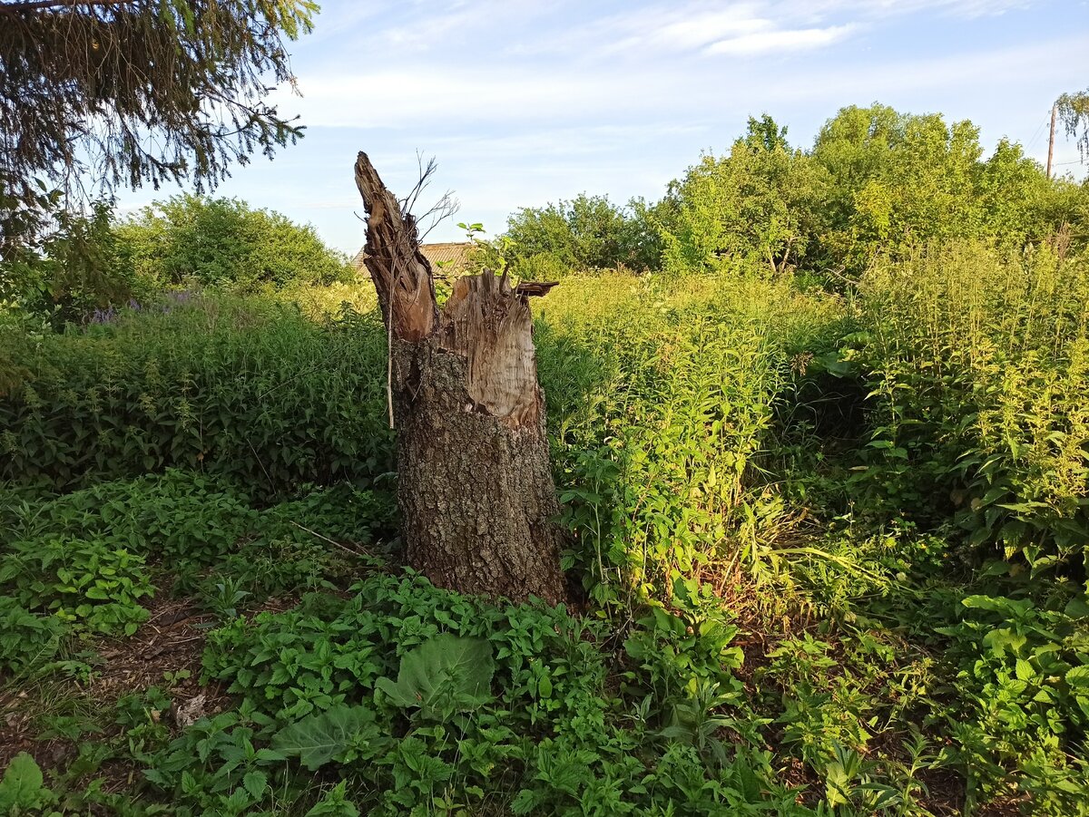 Что осталось от березы