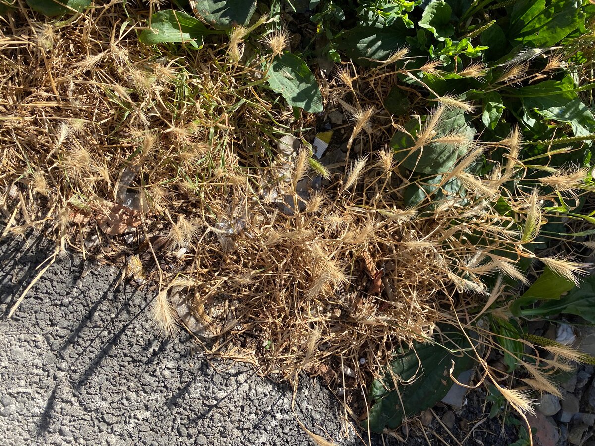 Вот так она выглядит, чем-то напоминает пшеницу