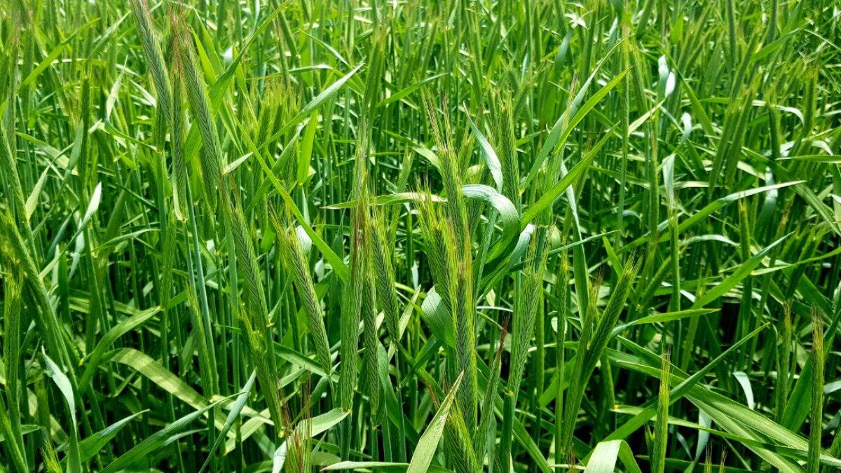 Фото: glavagronom.ru Гибридная рожь КВС Раво