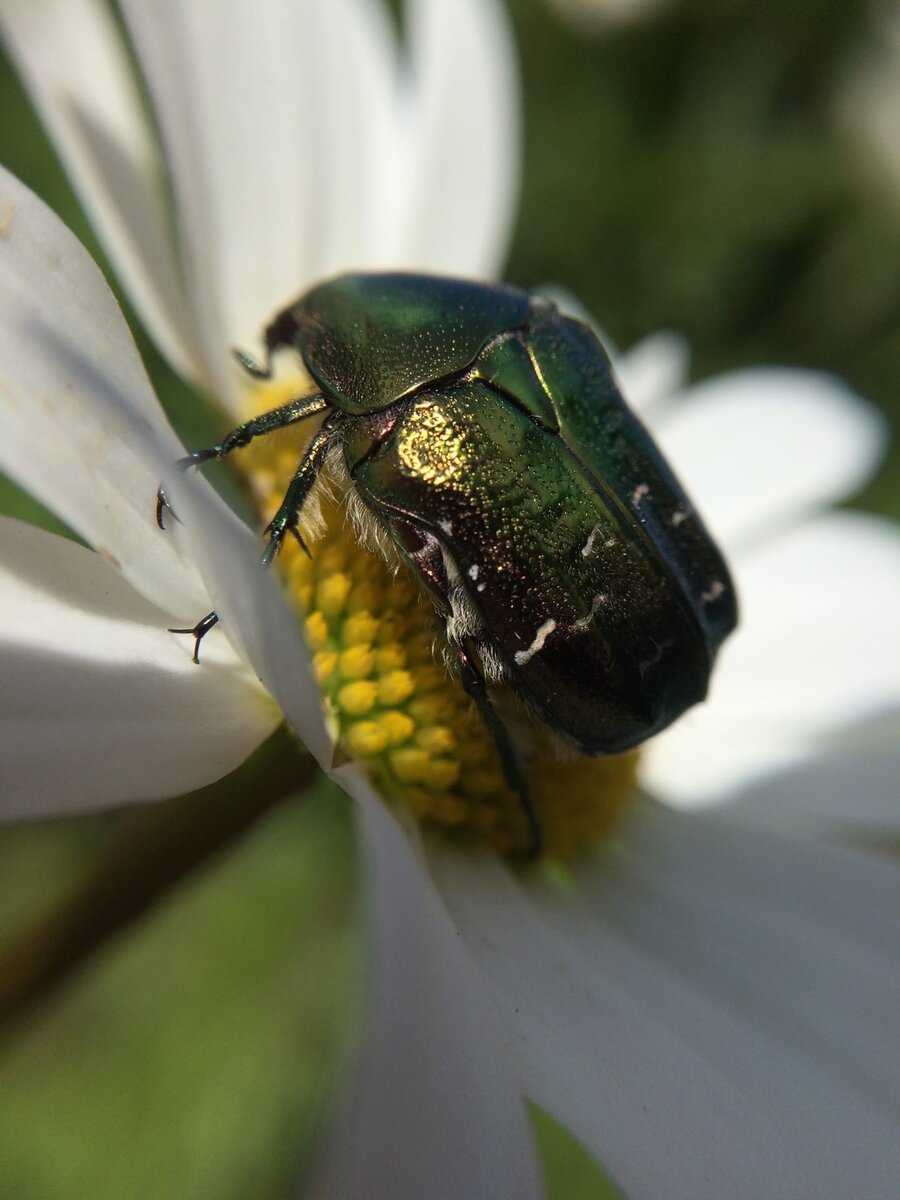 Instagram @denis.moskovski 