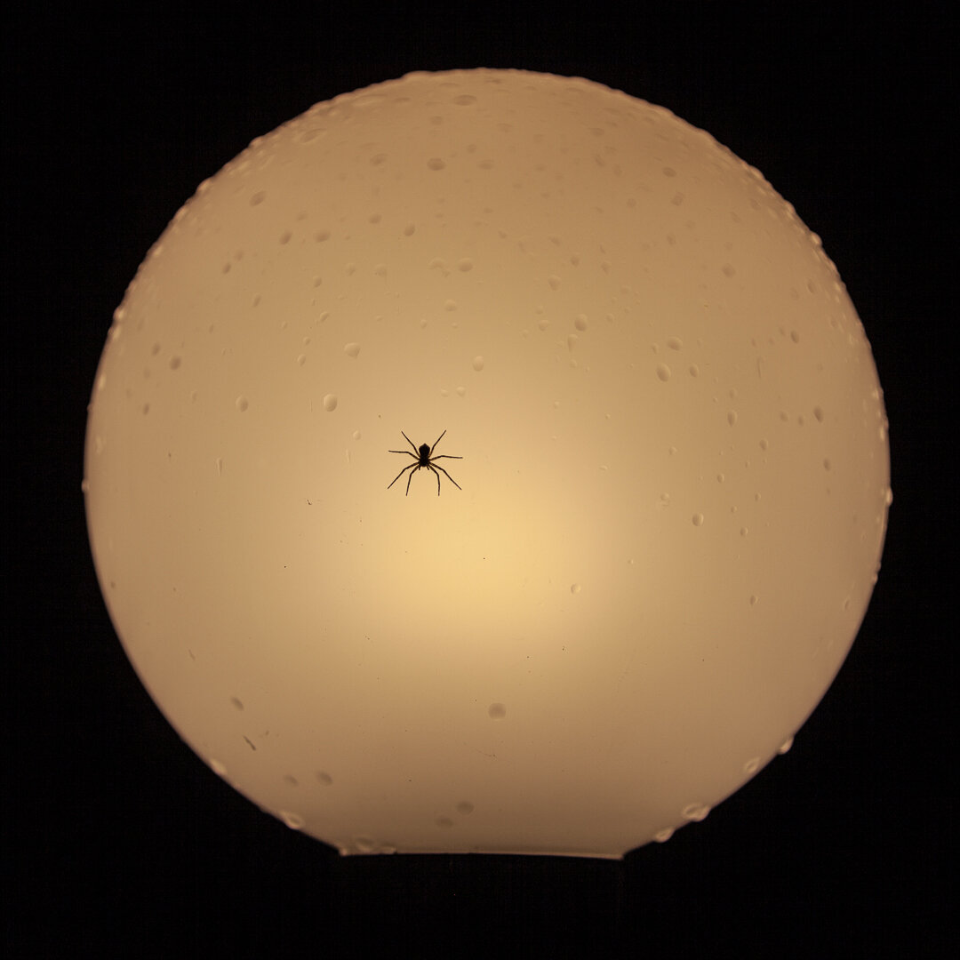 Паучиха на фонарике