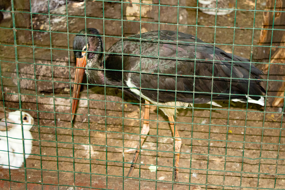 Чёрный аист в зоопарке «Берендеево»