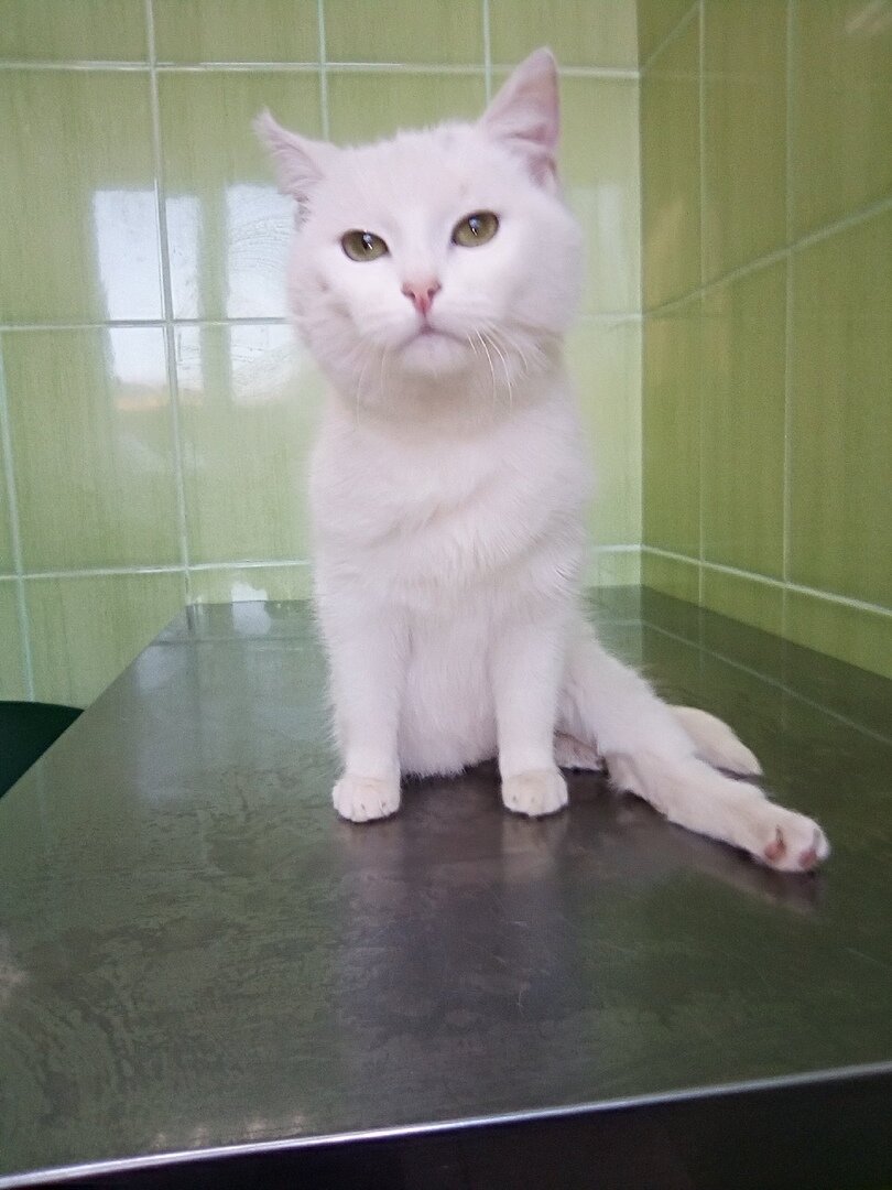 Вот в таком виде кошечка была доставлена в ветклинику.