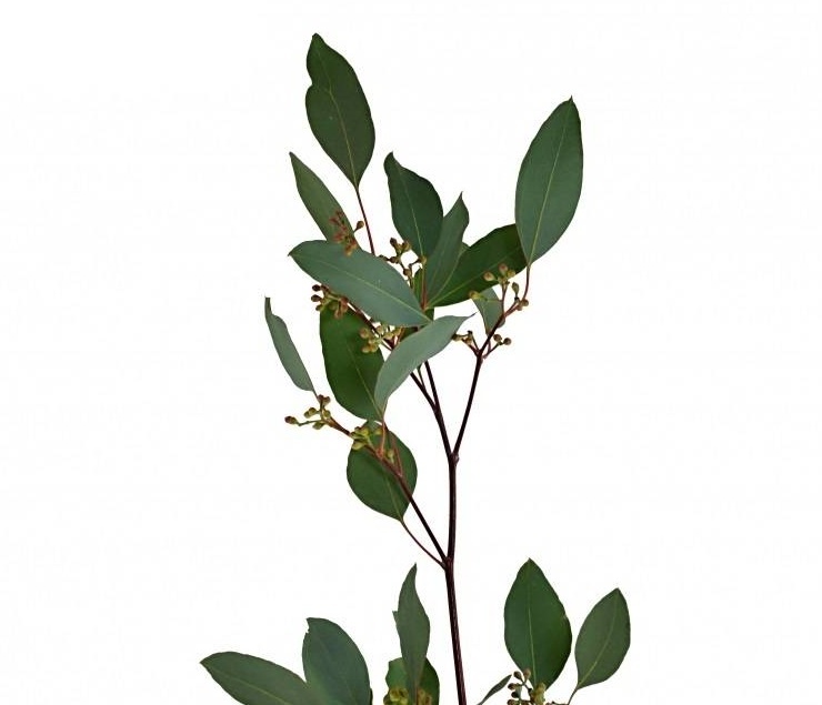 эвкалипт - https://buket-podarki.ru/assets/images/products/892/evkalipt-populus.jpg