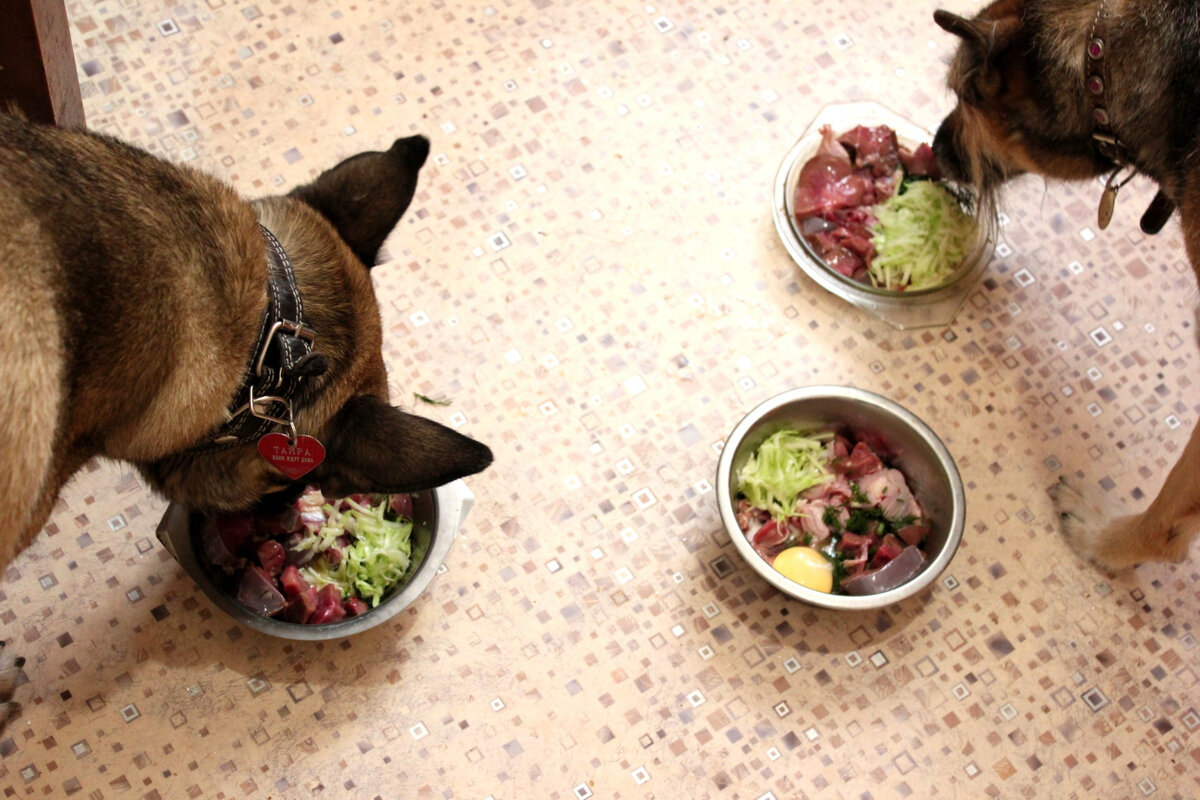 личное фото автора канала: Тайруша и Зола за обедом